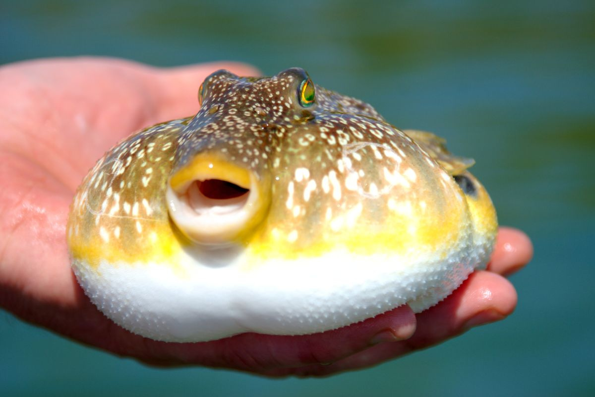 Loại cá chứa chất kịch độc khiến nhiều người rơi vào nguy kịch sau khi ăn: Cách nhận biết- Ảnh 5.