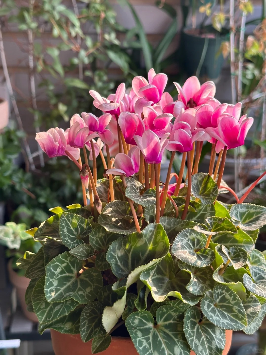 Hoa anh thảo đang hot, vừa dễ trồng lại giúp nhà thêm phúc khí, hoa nở từ Noel đến sau Tết, chị em tha hồ mà chơi- Ảnh 18.