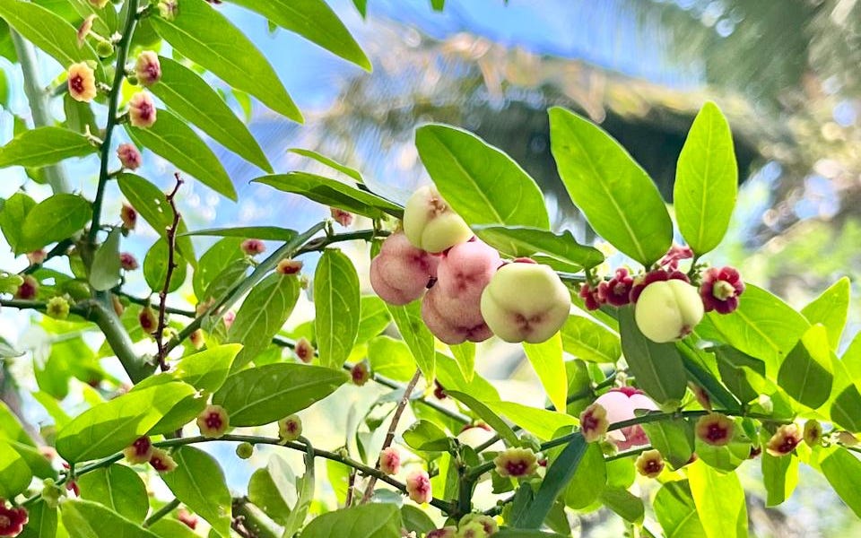 Loại rau nhiều sắt gấp 6 lần thịt bò, giúp bồi bổ sức khỏe: Mọc đầy góc vườn, còn được dùng làm thuốc- Ảnh 3. Loại rau nhiều sắt gấp 6 lần thịt bò, giúp bồi bổ sức khỏe: Mọc đầy góc vườn, còn được dùng làm thuốc- Ảnh 3.