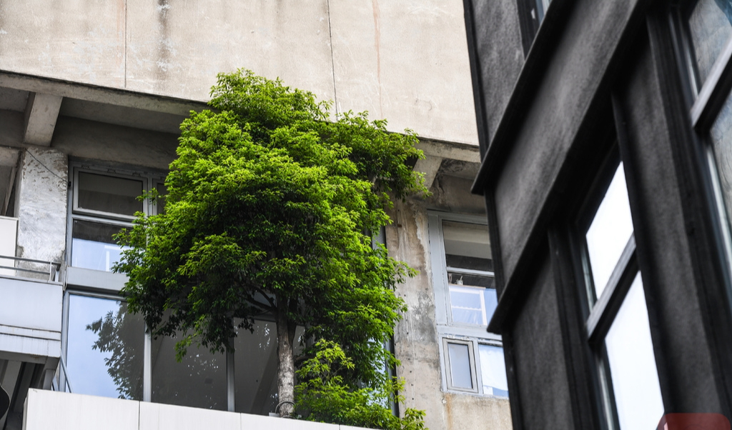 Ban công đặt 5 thứ này, vận may bị chặn đứng, làm mãi không thấy khá- Ảnh 2.