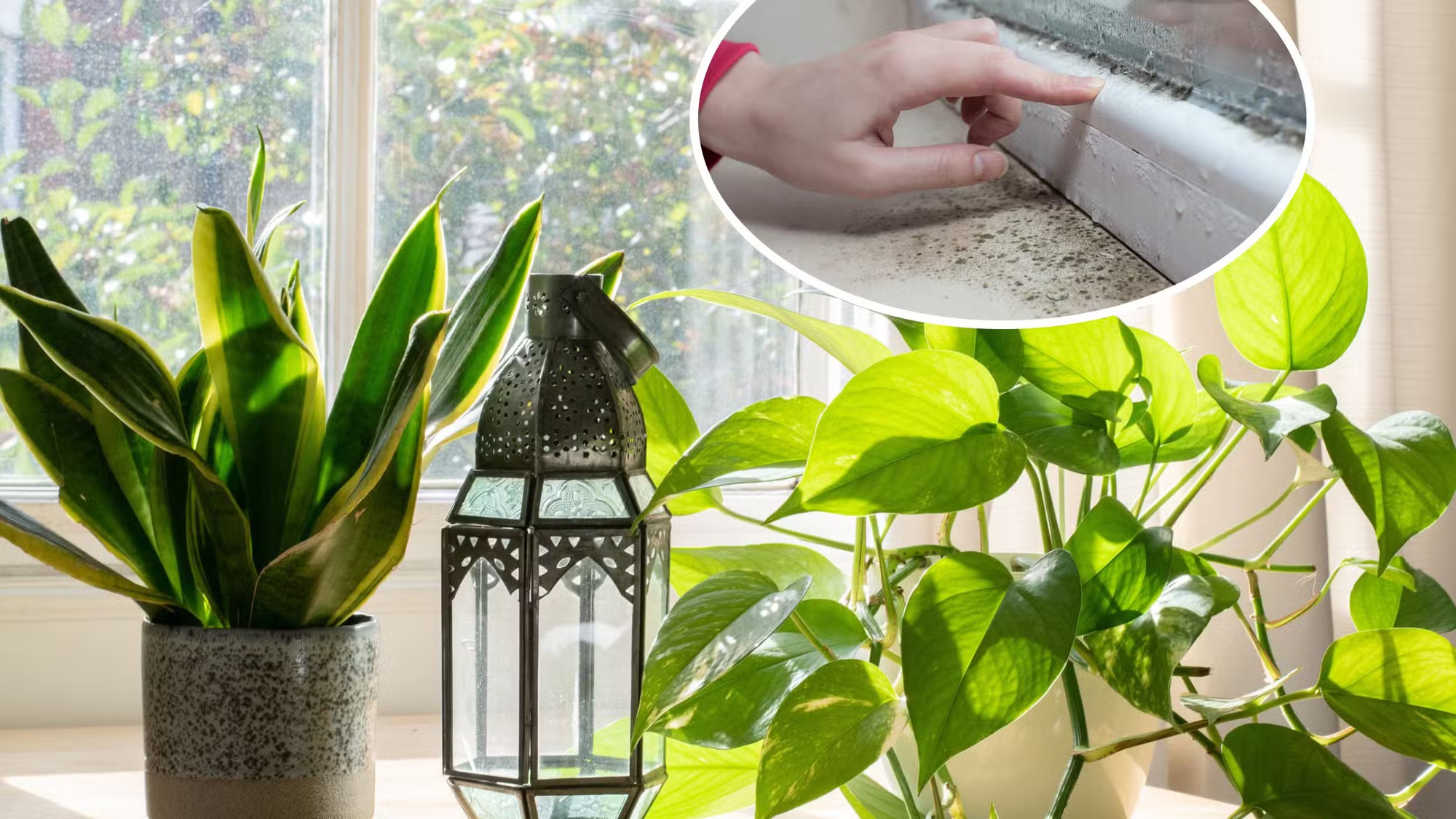 7 loại cây làm sạch không khí, hút ẩm và ngăn nấm mốc sinh sôi trong nhà- Ảnh 1.