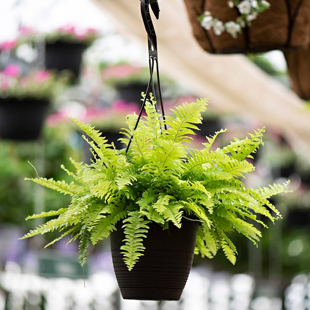 7 loại cây làm sạch không khí, hút ẩm và ngăn nấm mốc sinh sôi trong nhà- Ảnh 4.