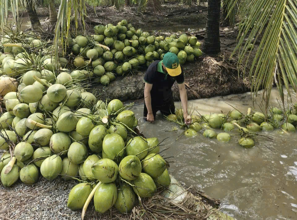 Dừa tươi rớt giá thê thảm- Ảnh 1.
