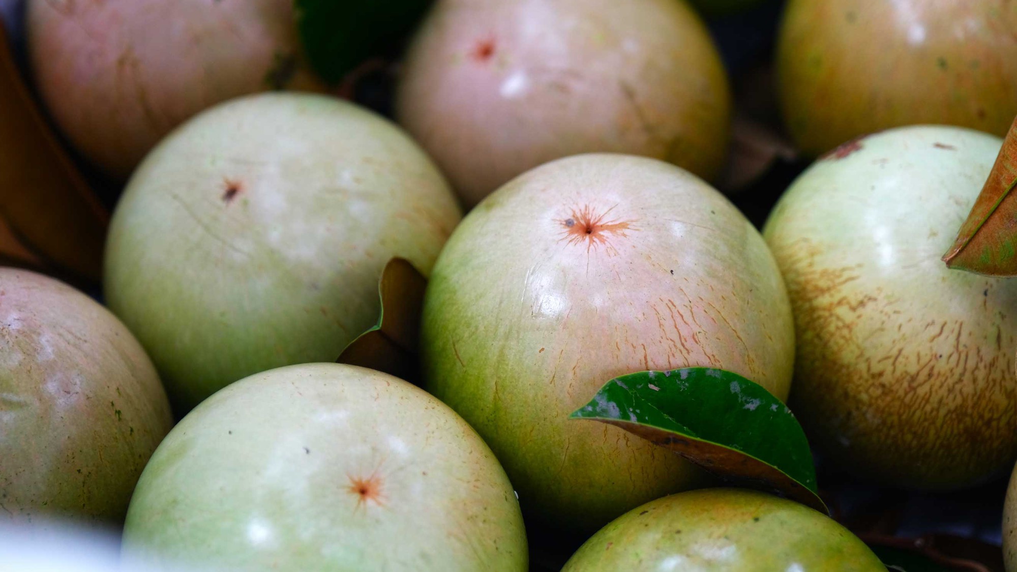 Loại quả “nông dân cứ trồng là có tiền” của Việt Nam được Mỹ cấp phép nhập khẩu lần đầu tiên- Ảnh 1. Loại quả “nông dân cứ trồng là có tiền” của Việt Nam được Mỹ cấp phép nhập khẩu lần đầu tiên- Ảnh 1.