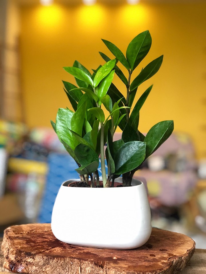 Bàn làm việc trống trơn dễ chán nản: thêm 1 chậu cây phong thủy, “đuổi” stress, kéo lương thưởng, tài lộc đầy túi- Ảnh 1.