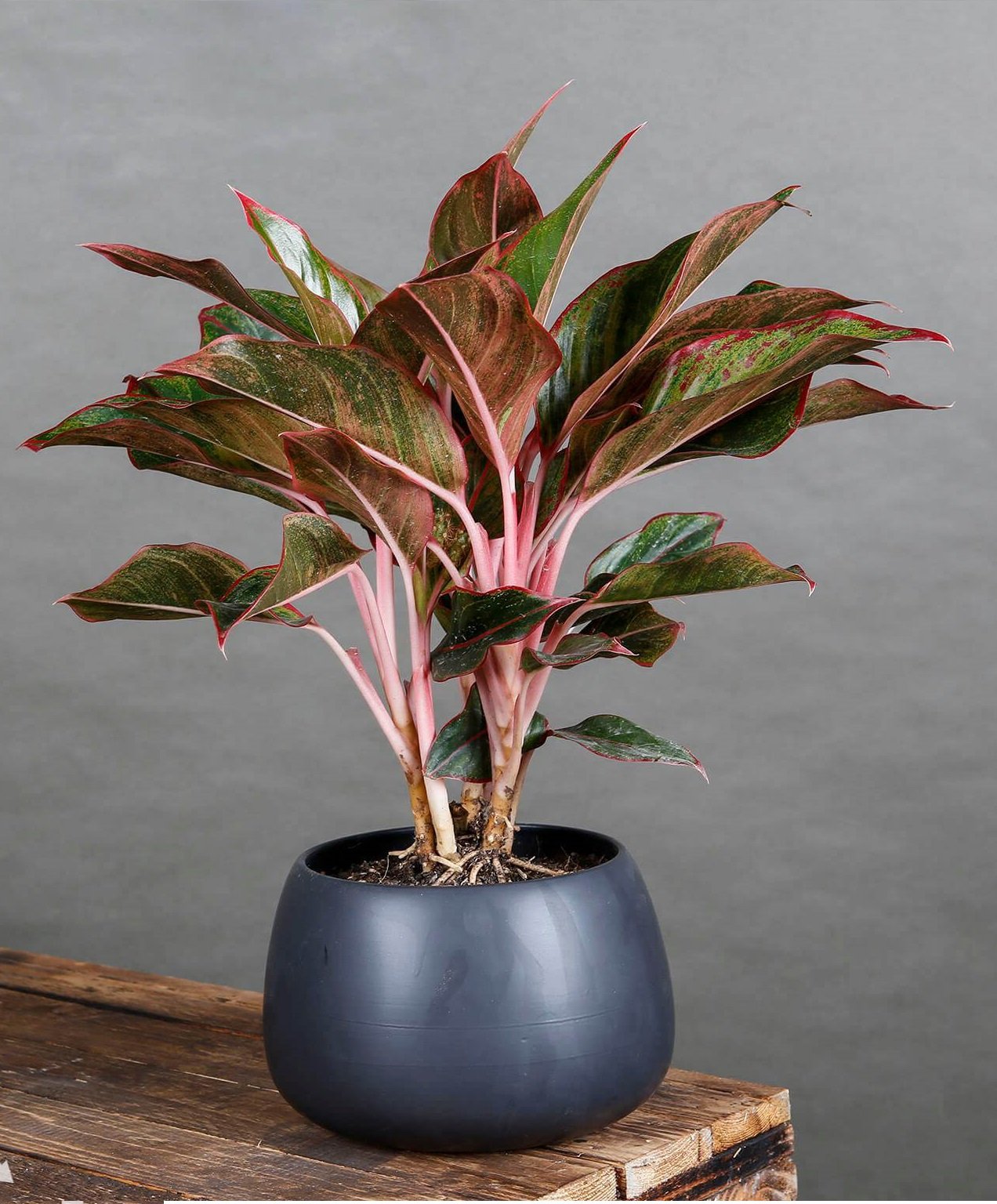 Bàn làm việc trống trơn dễ chán nản: thêm 1 chậu cây phong thủy, “đuổi” stress, kéo lương thưởng, tài lộc đầy túi- Ảnh 2.