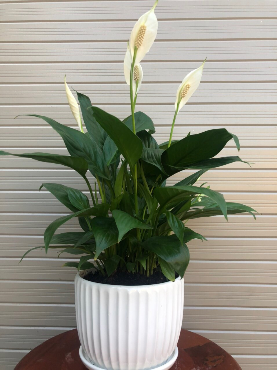 Bàn làm việc trống trơn dễ chán nản: thêm 1 chậu cây phong thủy, “đuổi” stress, kéo lương thưởng, tài lộc đầy túi- Ảnh 4.