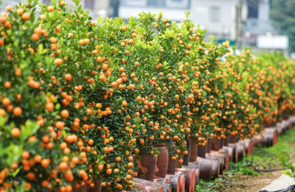 2 loại cây vừa lọc không khí, vừa hút tài lộc: Tết này nhất định phải có trong nhà- Ảnh 2.