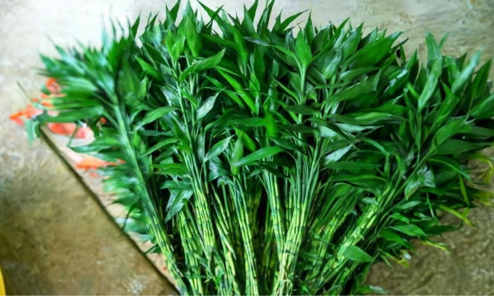 2 loại cây vừa lọc không khí, vừa hút tài lộc: Tết này nhất định phải có trong nhà- Ảnh 1.