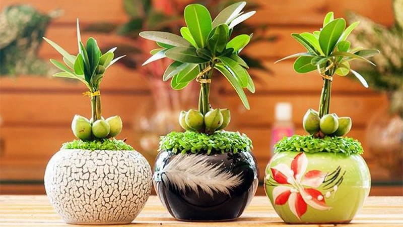 Bàn làm việc trống trơn dễ chán nản: thêm 1 chậu cây phong thủy, “đuổi” stress, kéo lương thưởng, tài lộc đầy túi- Ảnh 5.