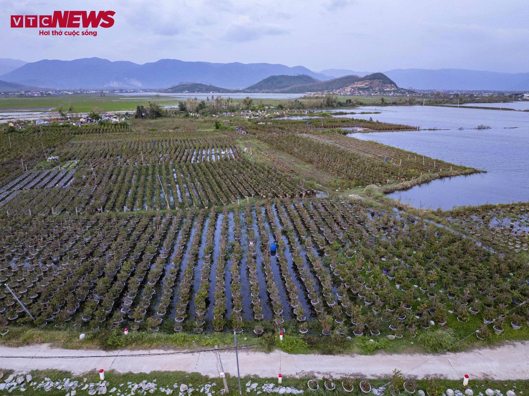 Thủ phủ mai vàng miền Trung thất thu nặng sau thiên tai kép- Ảnh 1.