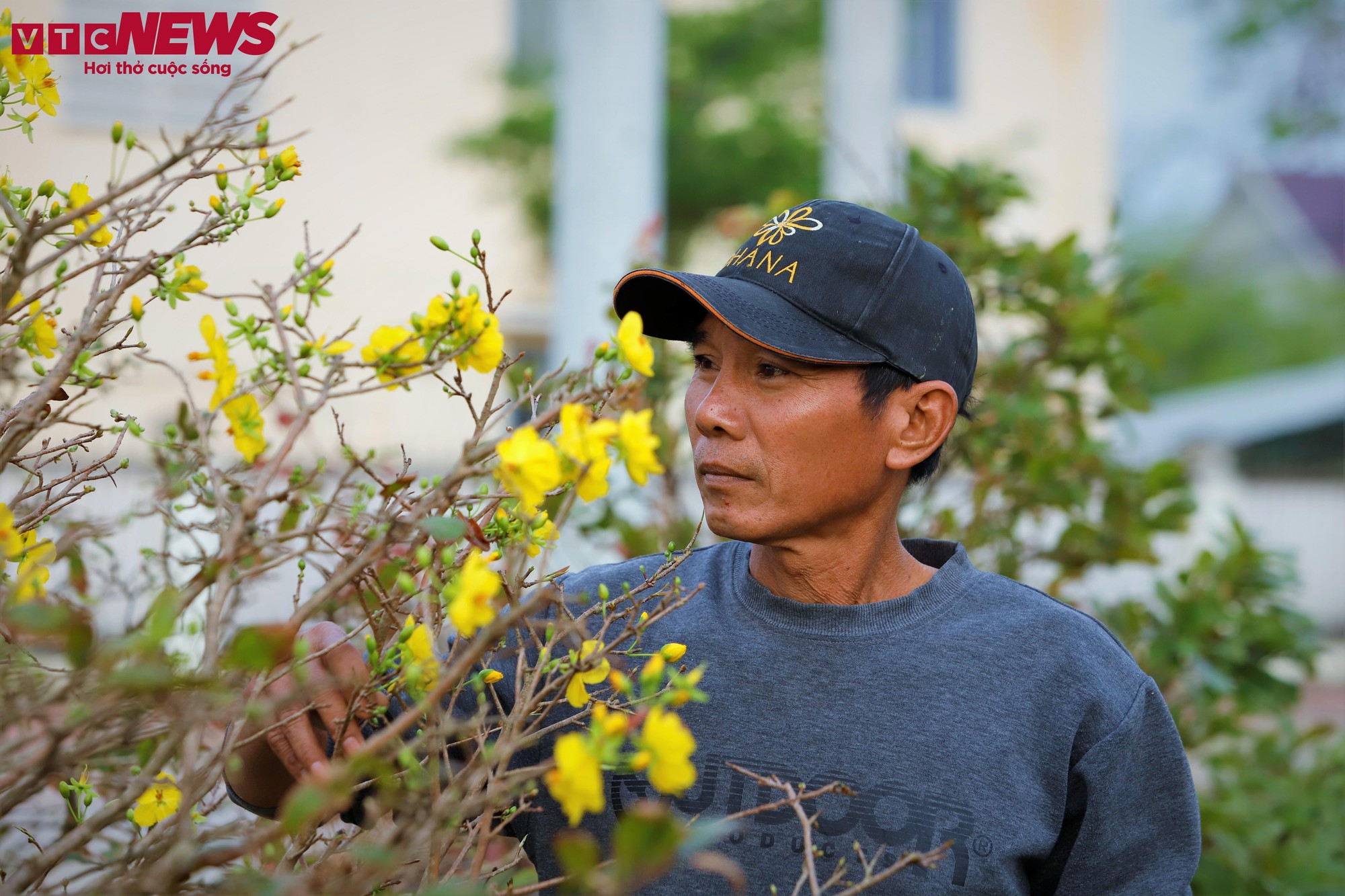 Thủ phủ mai vàng miền Trung thất thu nặng sau thiên tai kép- Ảnh 9.