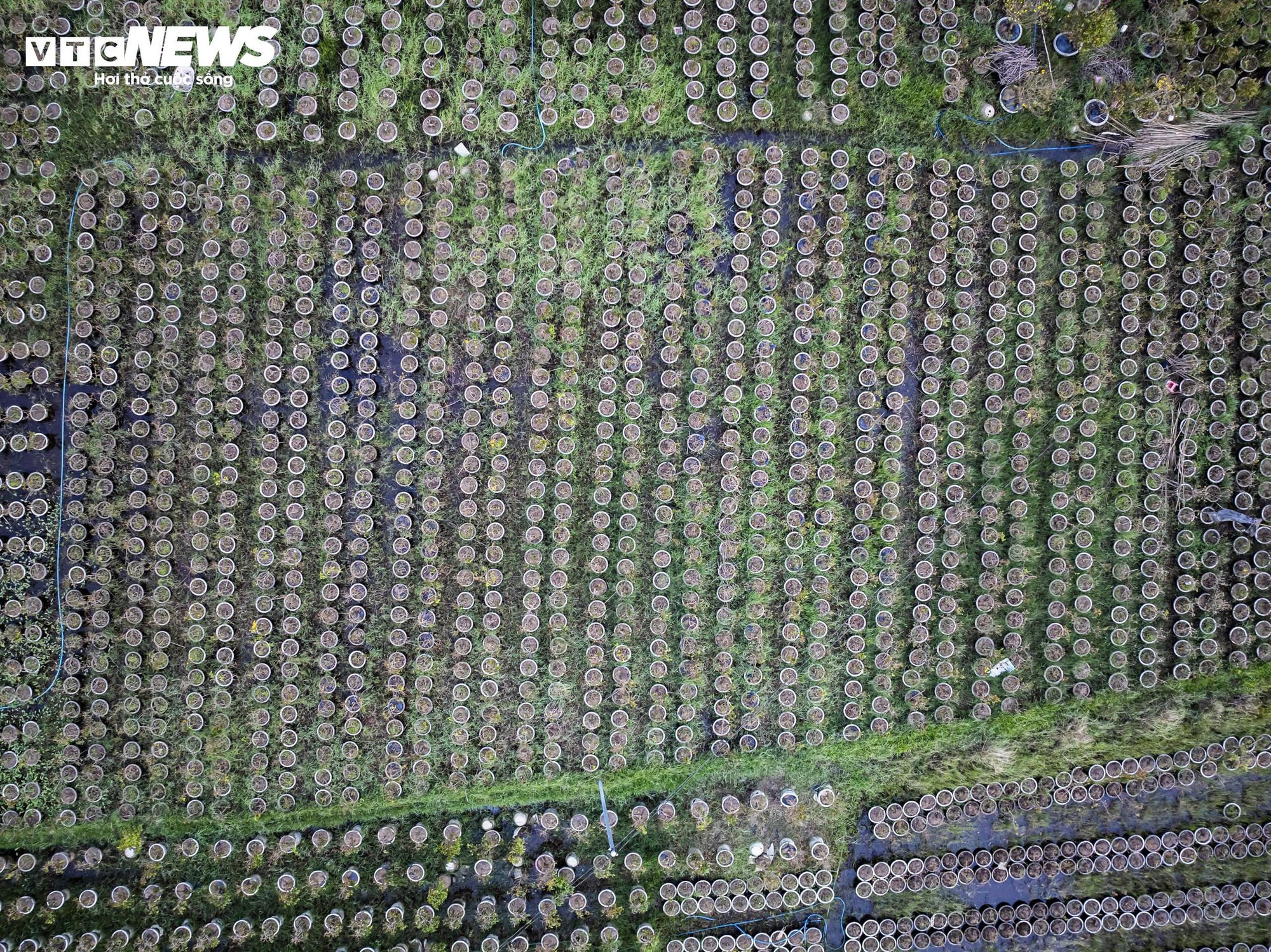 Thủ phủ mai vàng miền Trung thất thu nặng sau thiên tai kép- Ảnh 13.