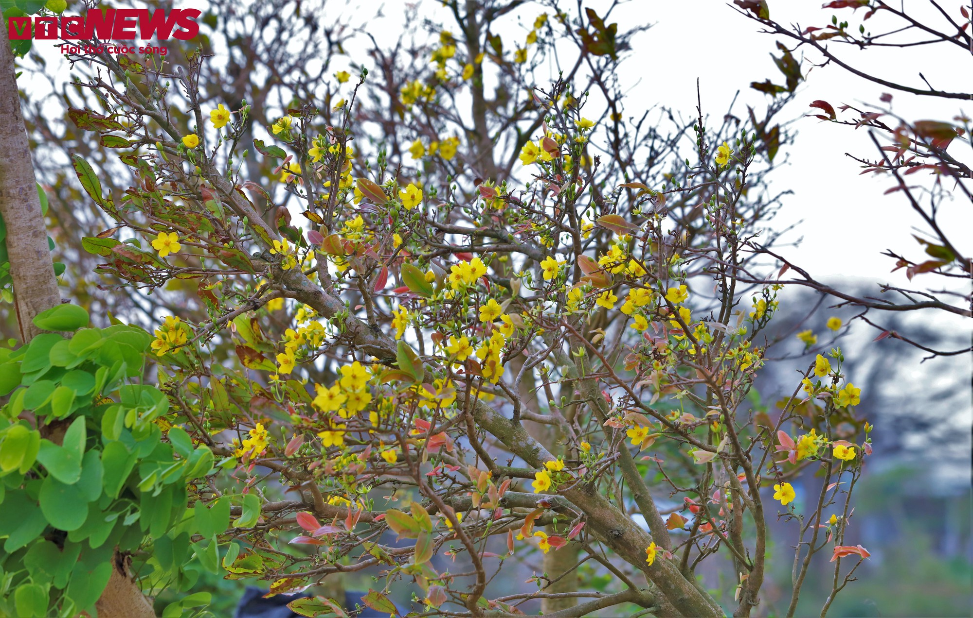 Thủ phủ mai vàng miền Trung thất thu nặng sau thiên tai kép- Ảnh 5.