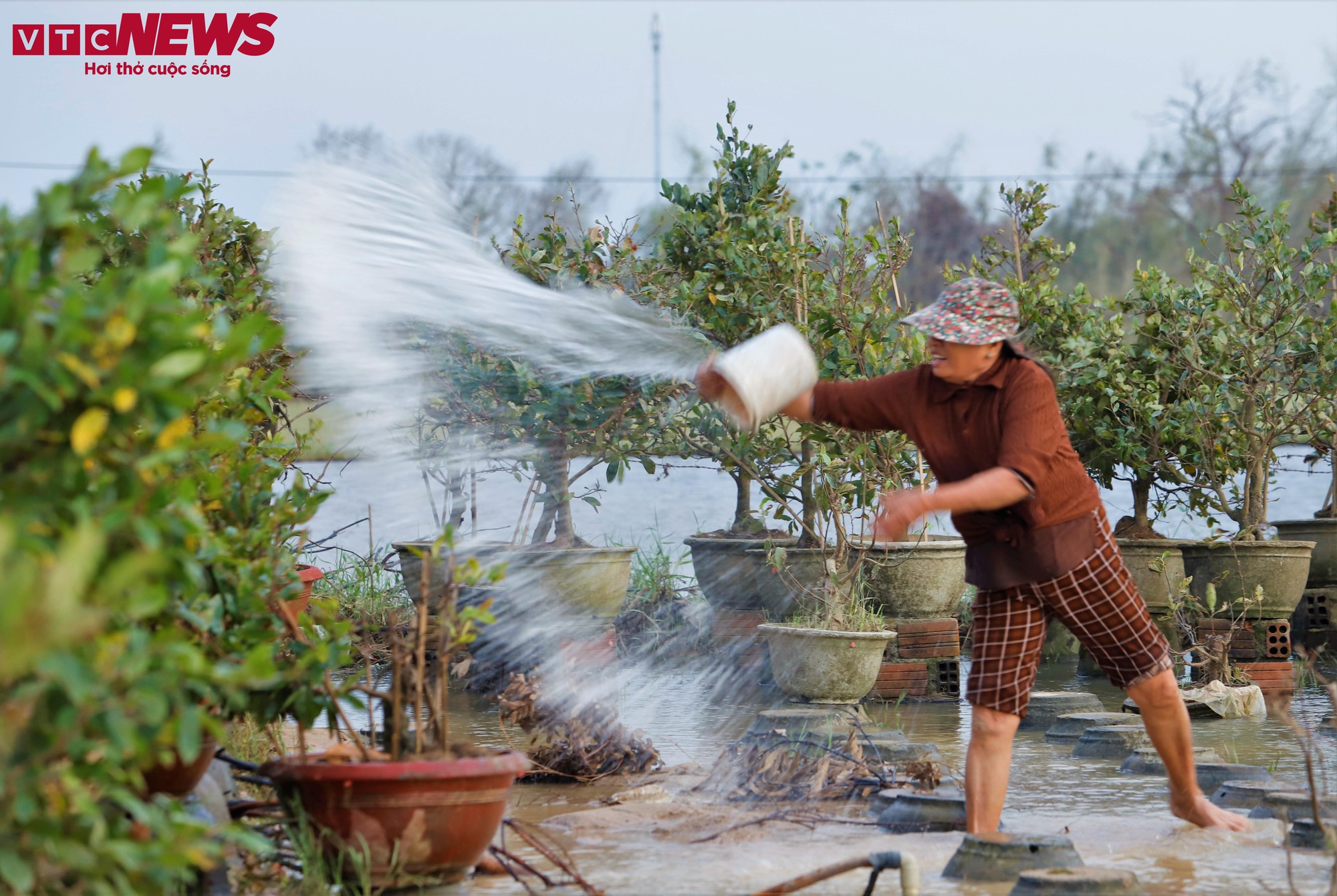 Thủ phủ mai vàng miền Trung thất thu nặng sau thiên tai kép- Ảnh 12.