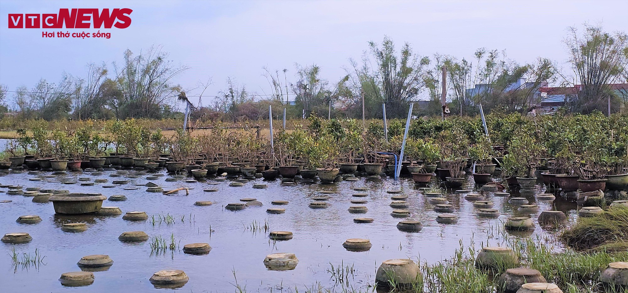 Thủ phủ mai vàng miền Trung thất thu nặng sau thiên tai kép- Ảnh 2.