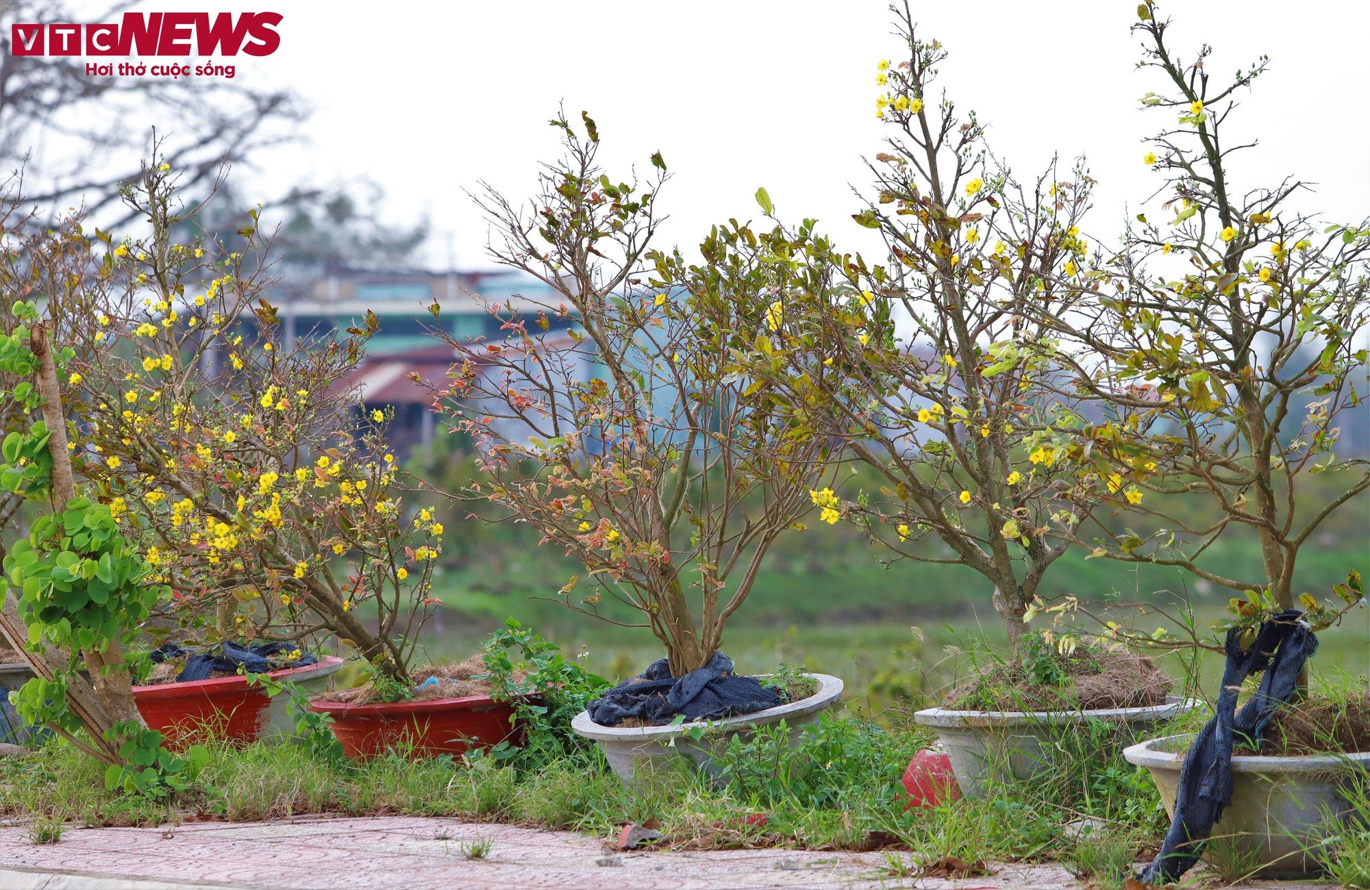 Thủ phủ mai vàng miền Trung thất thu nặng sau thiên tai kép- Ảnh 4.