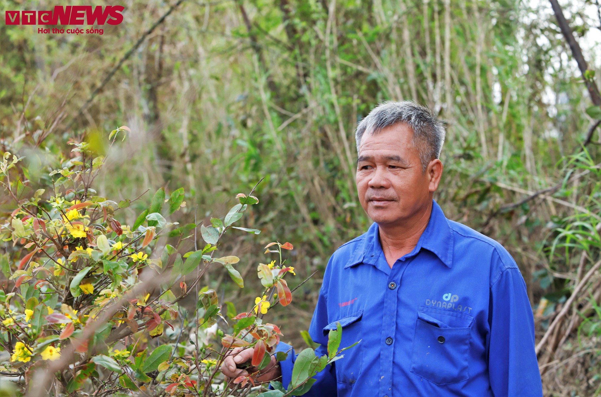 Thủ phủ mai vàng miền Trung thất thu nặng sau thiên tai kép- Ảnh 10.