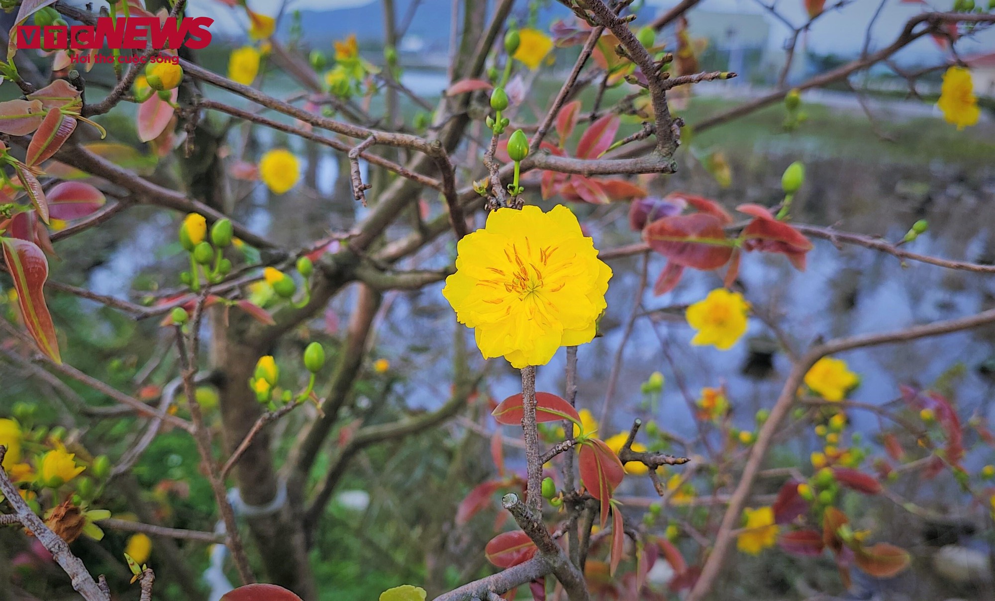 Thủ phủ mai vàng miền Trung thất thu nặng sau thiên tai kép- Ảnh 7.