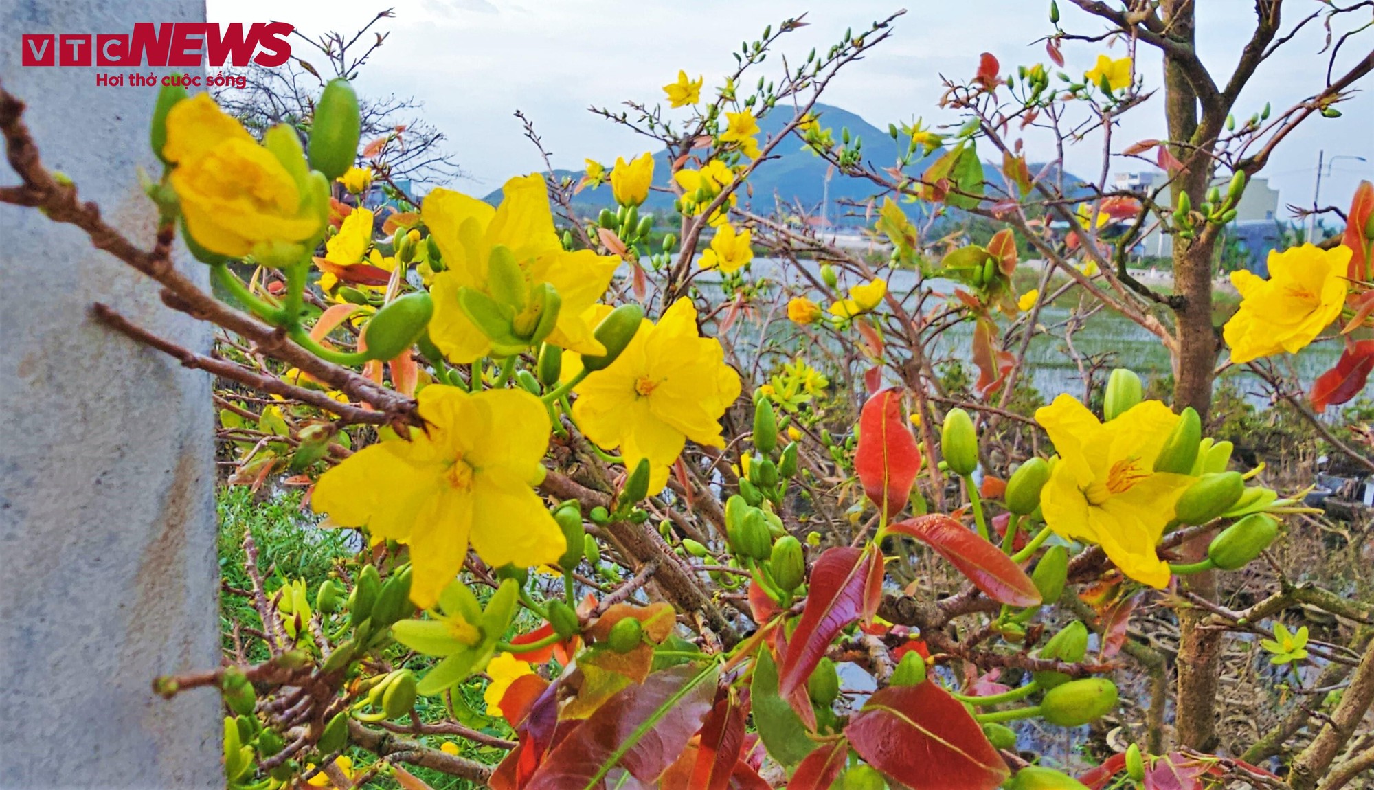 Thủ phủ mai vàng miền Trung thất thu nặng sau thiên tai kép- Ảnh 6.