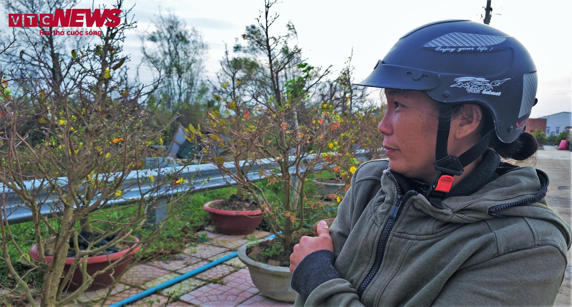 Thủ phủ mai vàng miền Trung thất thu nặng sau thiên tai kép- Ảnh 11.