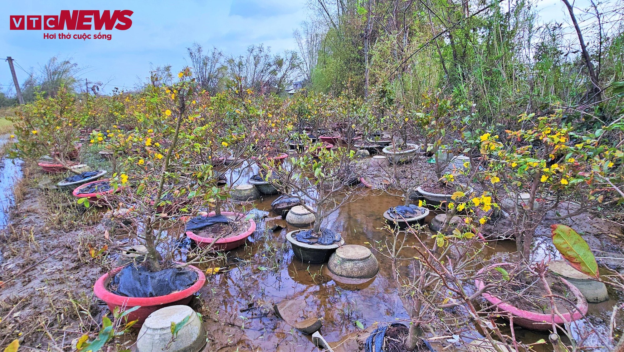 Thủ phủ mai vàng miền Trung thất thu nặng sau thiên tai kép- Ảnh 3.
