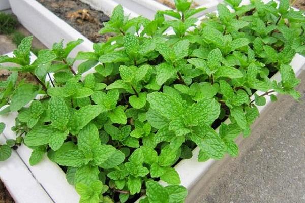 Người Trung Quốc thường trồng cây này trước cửa để ngăn rắn vào nhà: Người Việt thường mua chơi Tết- Ảnh 6. Người Trung Quốc thường trồng cây này trước cửa để ngăn rắn vào nhà: Người Việt thường mua chơi Tết- Ảnh 6.