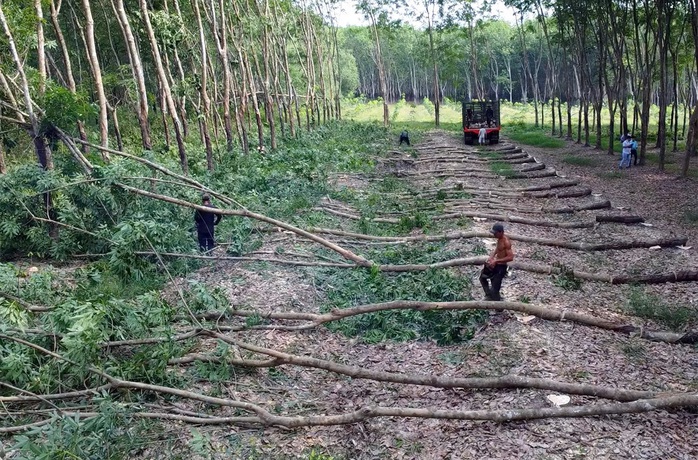 Đồng Nai phê bình 3 đơn vị giải phóng mặt bằng cao tốc Gia Nghĩa - Chơn Thành - Ảnh 1.