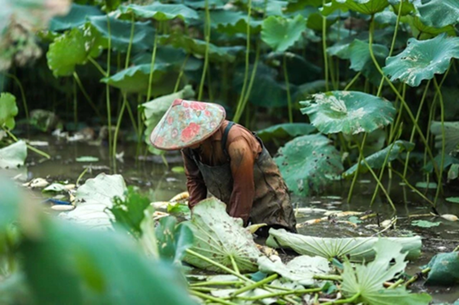 3 loại rau "nhiều ký sinh trùng nhất chợ" mùa này, thơm ngon, đói bụng mấy cũng chờ chín hẵng ăn- Ảnh 2.
