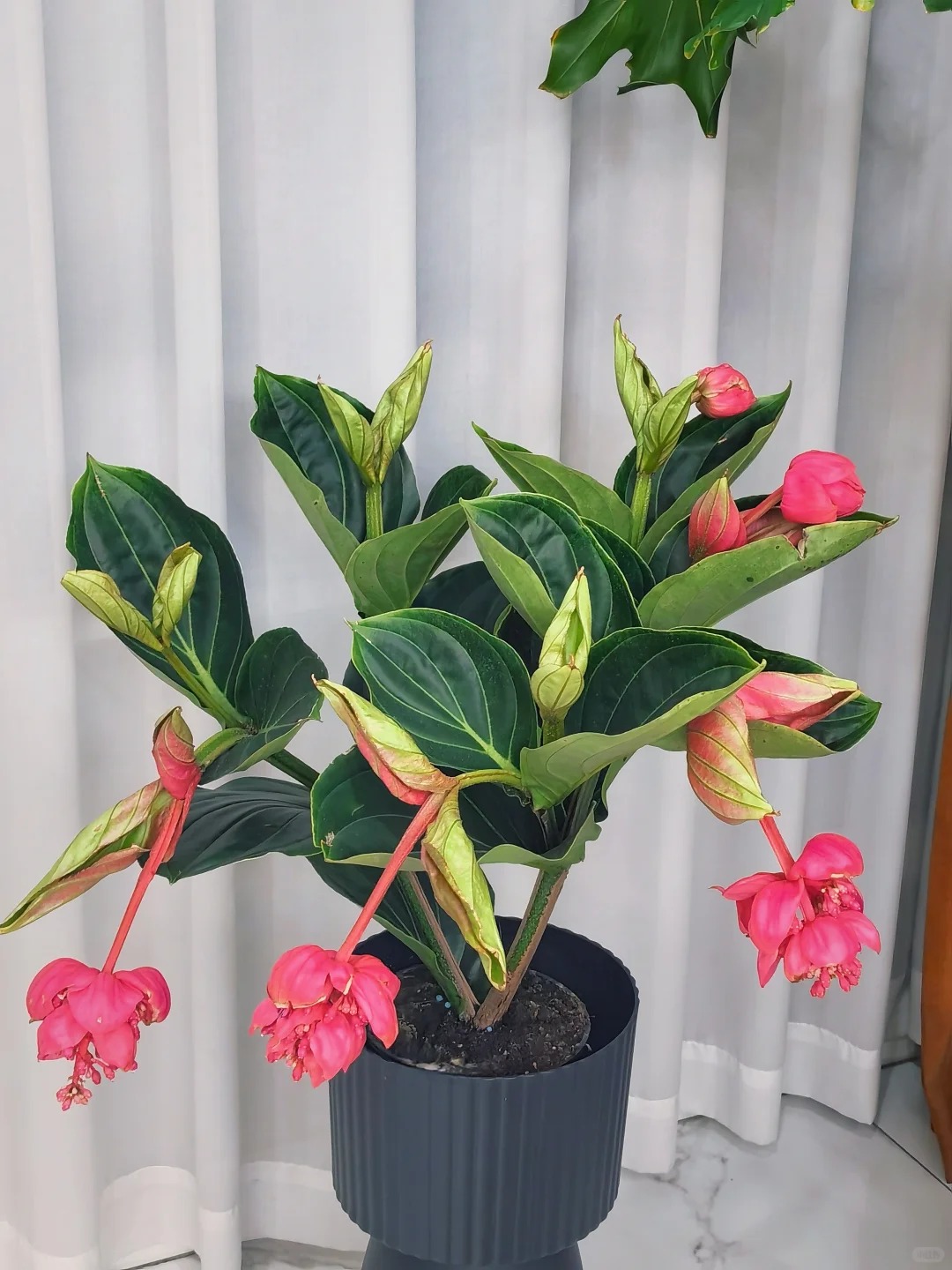 Giới chơi cây đang mê tít hoa bảo liên đăng: Loài hoa hồng rủ như đèn chùm, giúp phòng khách sang như resort- Ảnh 26.