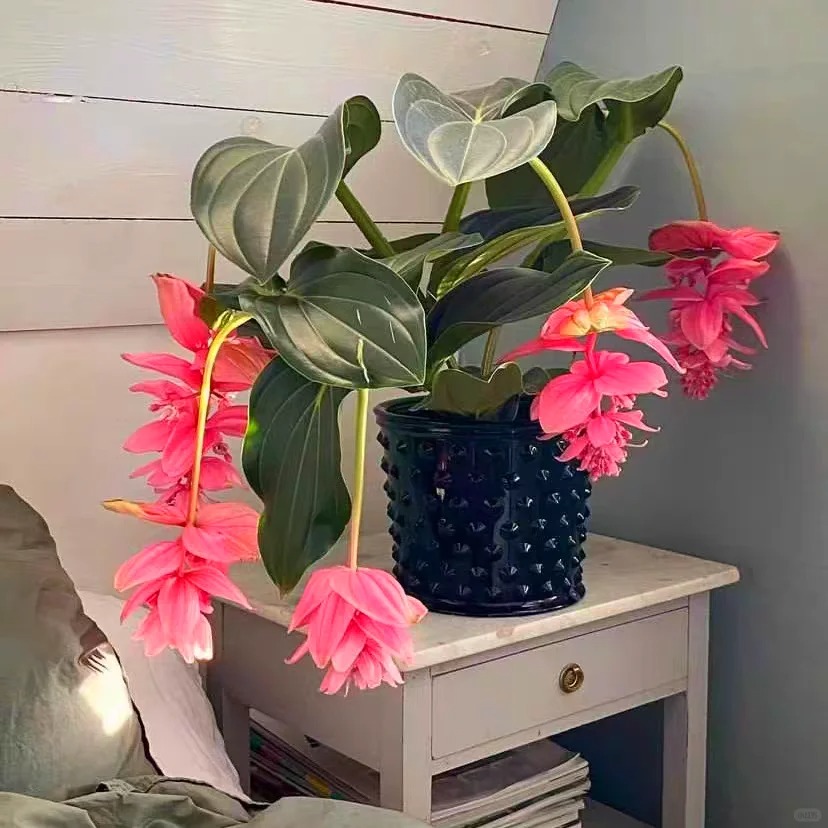 Giới chơi cây đang mê tít hoa bảo liên đăng: Loài hoa hồng rủ như đèn chùm, giúp phòng khách sang như resort- Ảnh 37.