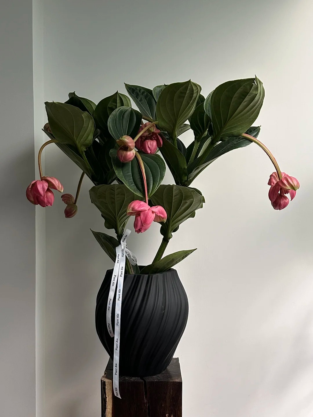 Giới chơi cây đang mê tít hoa bảo liên đăng: Loài hoa hồng rủ như đèn chùm, giúp phòng khách sang như resort- Ảnh 33.