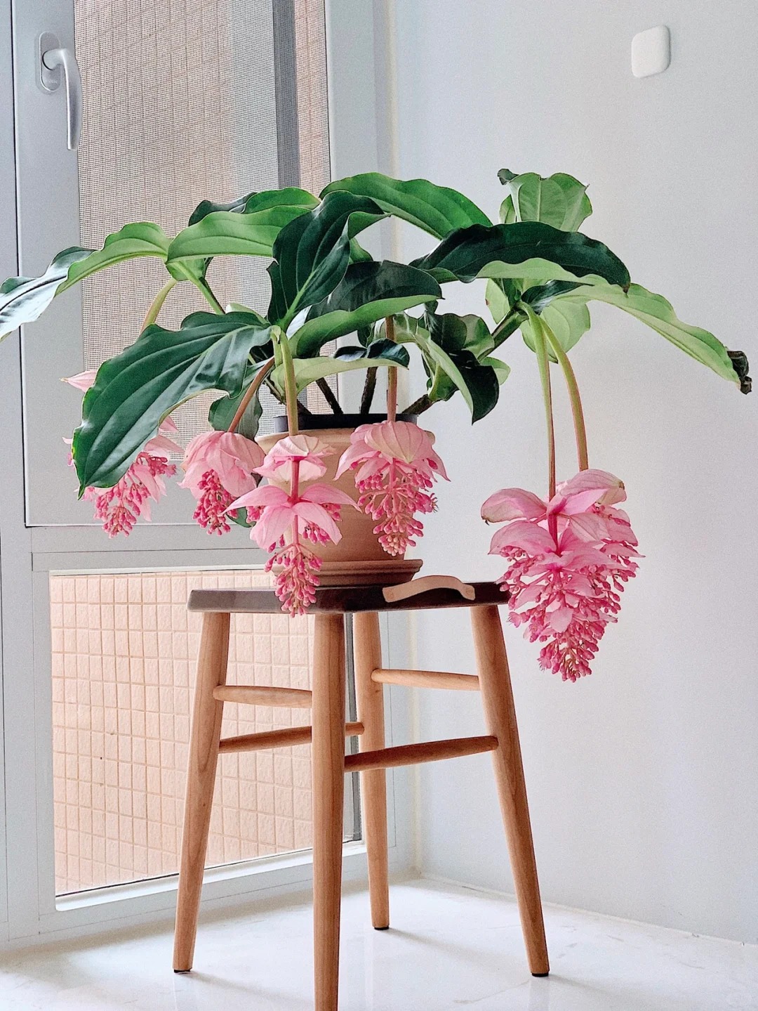 Giới chơi cây đang mê tít hoa bảo liên đăng: Loài hoa hồng rủ như đèn chùm, giúp phòng khách sang như resort- Ảnh 12.