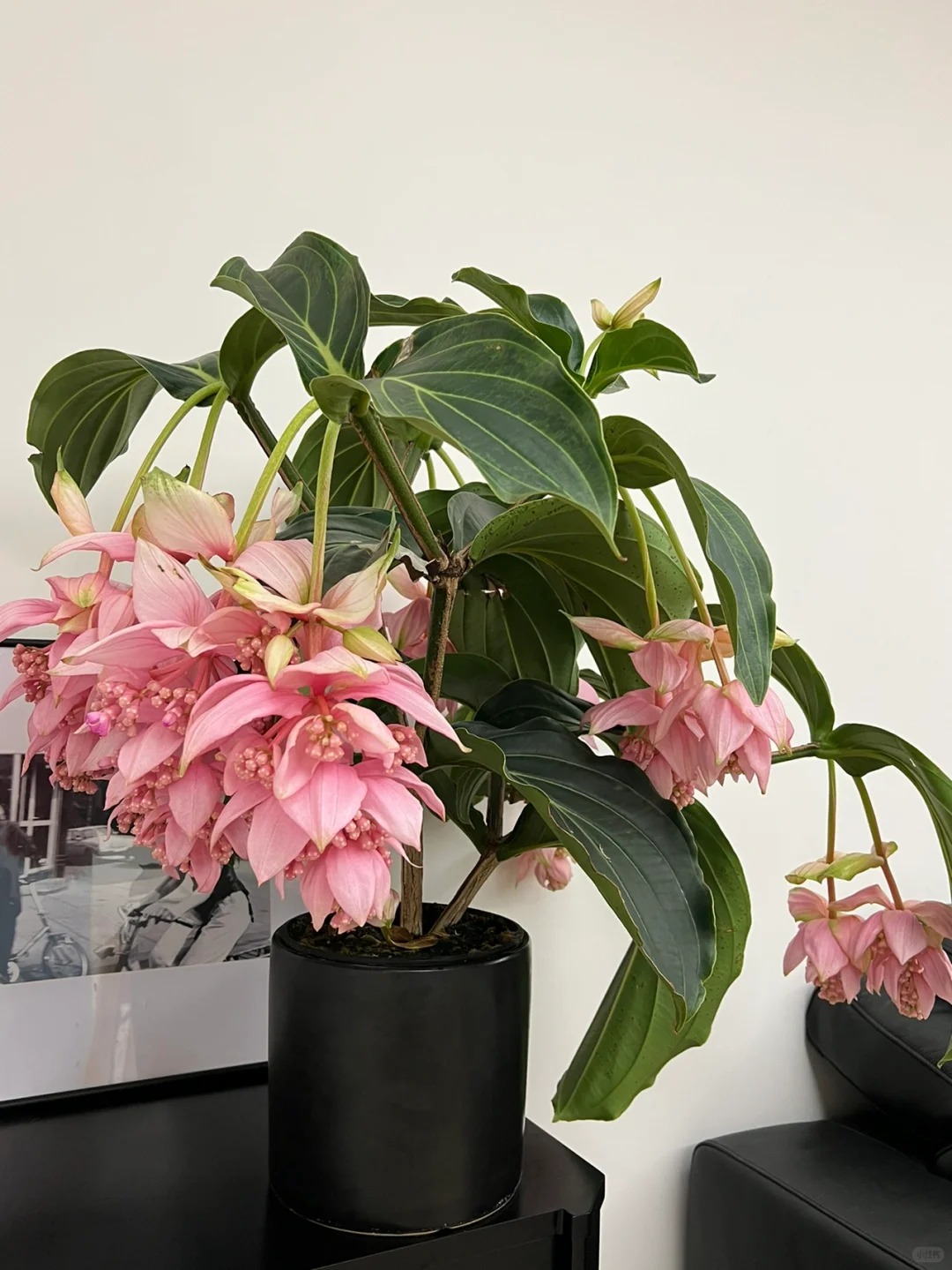 Giới chơi cây đang mê tít hoa bảo liên đăng: Loài hoa hồng rủ như đèn chùm, giúp phòng khách sang như resort- Ảnh 38.