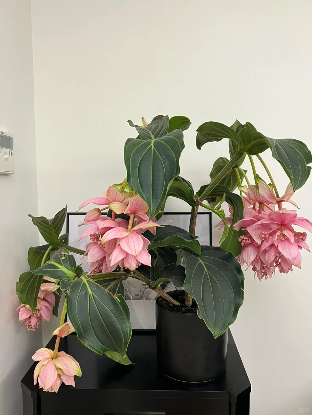 Giới chơi cây đang mê tít hoa bảo liên đăng: Loài hoa hồng rủ như đèn chùm, giúp phòng khách sang như resort- Ảnh 25.