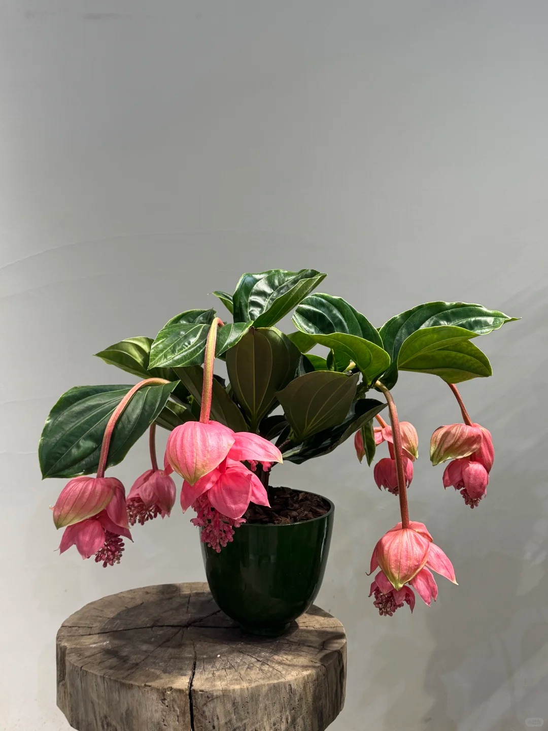 Giới chơi cây đang mê tít hoa bảo liên đăng: Loài hoa hồng rủ như đèn chùm, giúp phòng khách sang như resort- Ảnh 18.