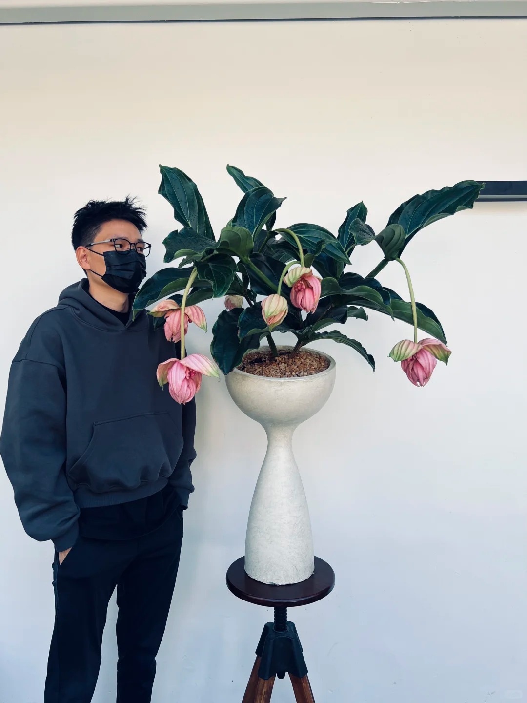 Giới chơi cây đang mê tít hoa bảo liên đăng: Loài hoa hồng rủ như đèn chùm, giúp phòng khách sang như resort- Ảnh 44.