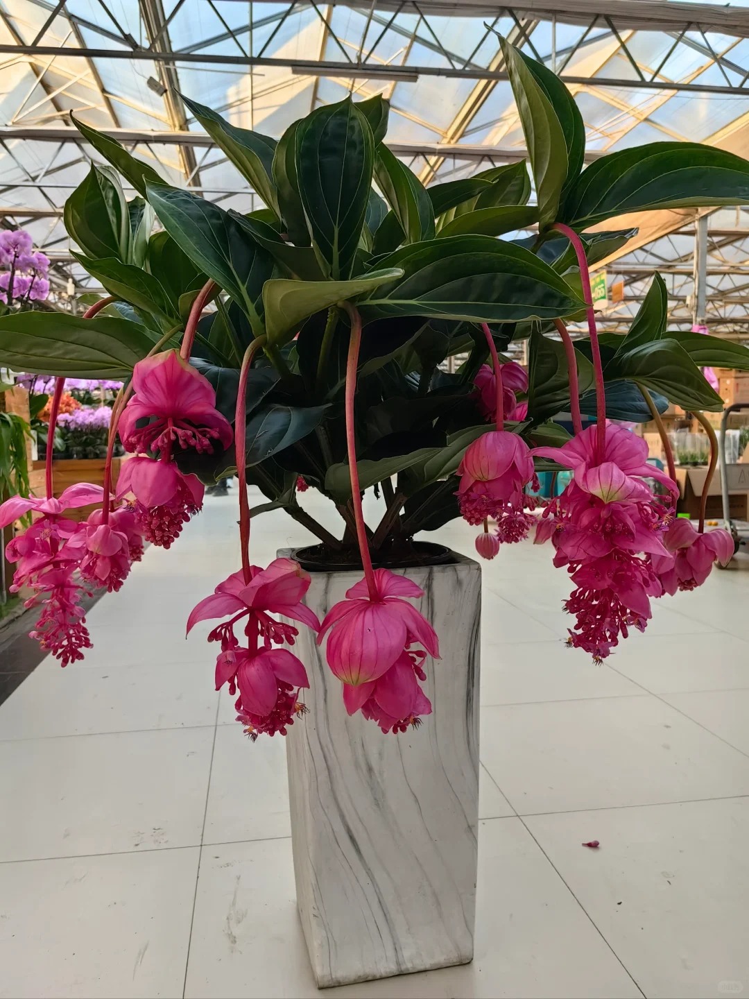 Giới chơi cây đang mê tít hoa bảo liên đăng: Loài hoa hồng rủ như đèn chùm, giúp phòng khách sang như resort- Ảnh 10.