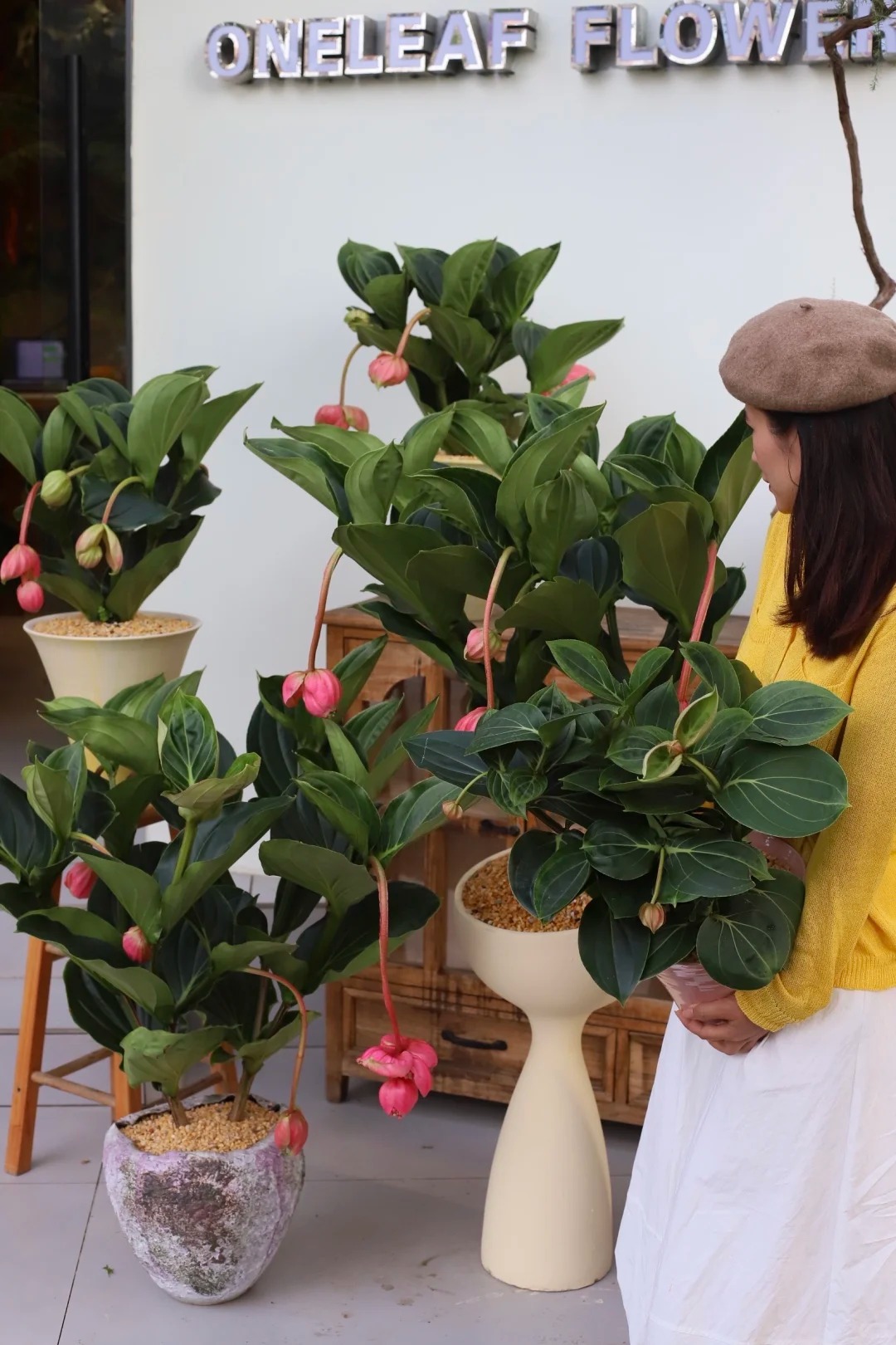 Giới chơi cây đang mê tít hoa bảo liên đăng: Loài hoa hồng rủ như đèn chùm, giúp phòng khách sang như resort- Ảnh 14.