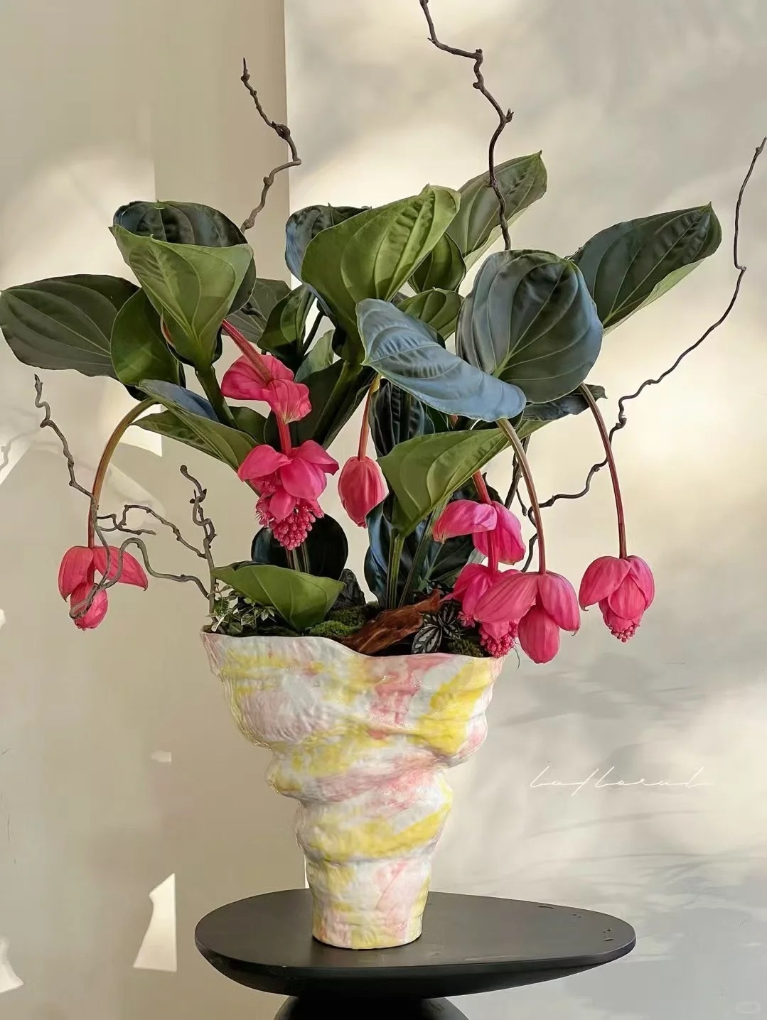 Giới chơi cây đang mê tít hoa bảo liên đăng: Loài hoa hồng rủ như đèn chùm, giúp phòng khách sang như resort- Ảnh 9.