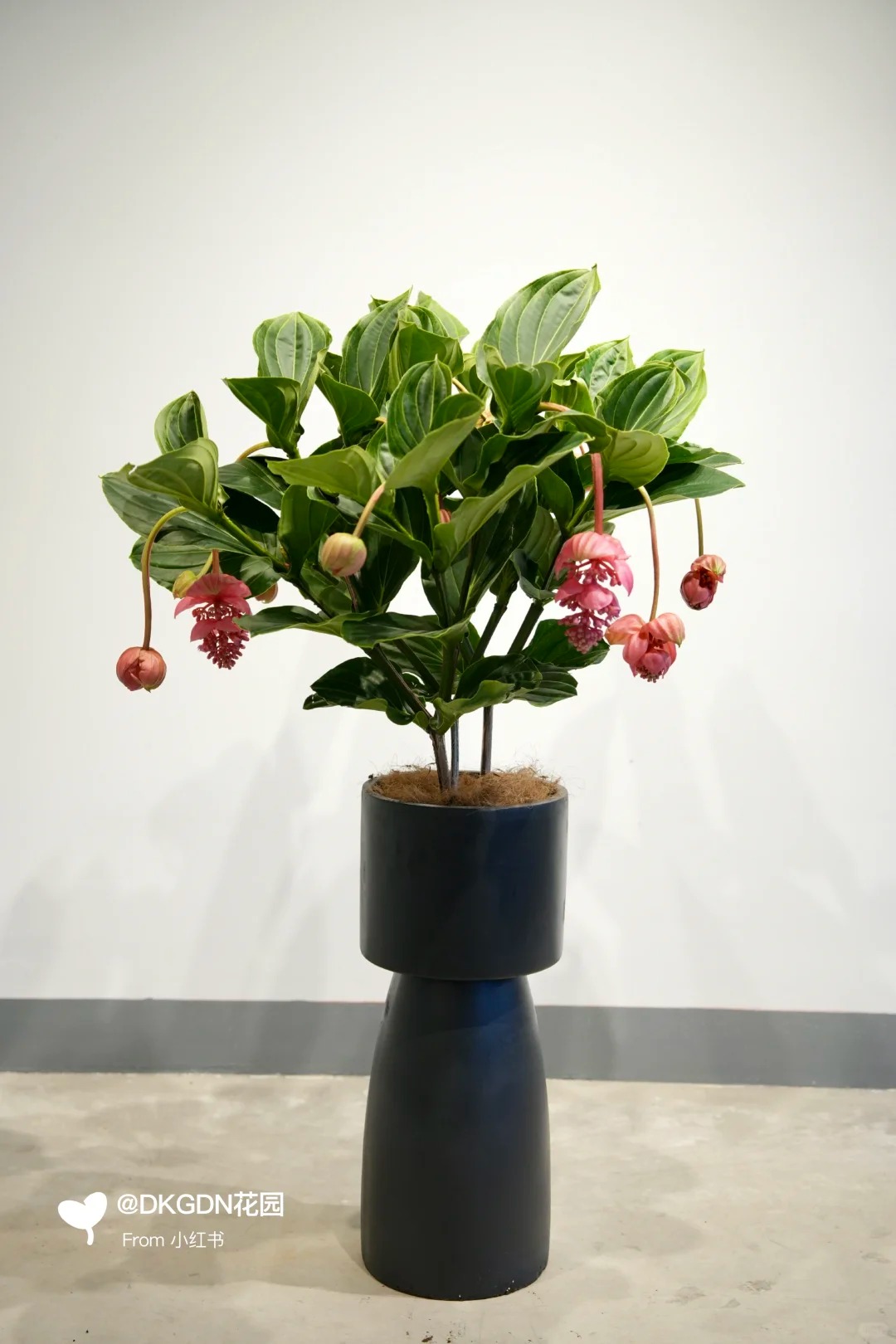 Giới chơi cây đang mê tít hoa bảo liên đăng: Loài hoa hồng rủ như đèn chùm, giúp phòng khách sang như resort- Ảnh 32.