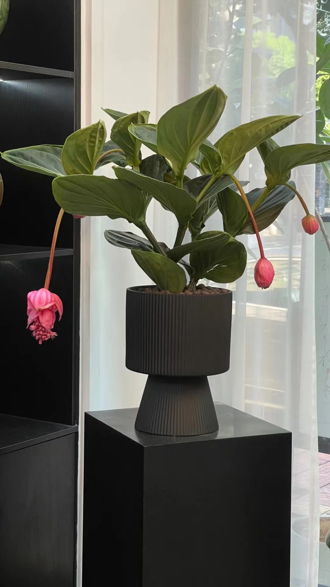 Giới chơi cây đang mê tít hoa bảo liên đăng: Loài hoa hồng rủ như đèn chùm, giúp phòng khách sang như resort- Ảnh 30.