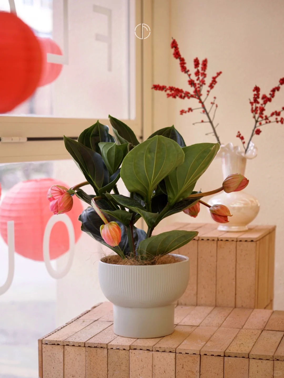 Giới chơi cây đang mê tít hoa bảo liên đăng: Loài hoa hồng rủ như đèn chùm, giúp phòng khách sang như resort- Ảnh 17.