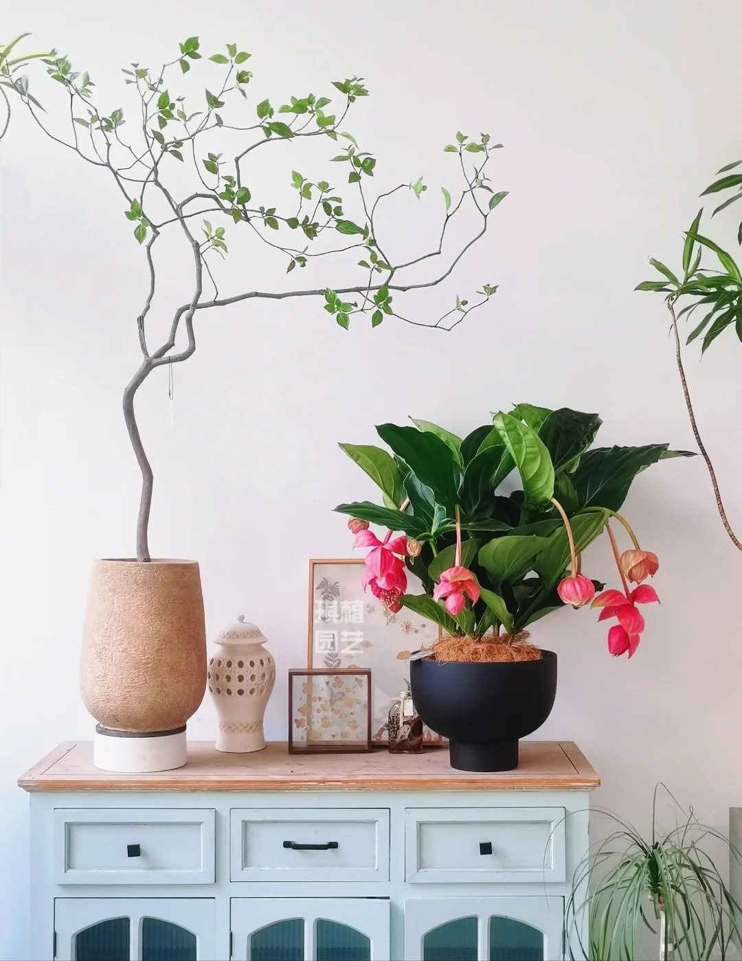 Giới chơi cây đang mê tít hoa bảo liên đăng: Loài hoa hồng rủ như đèn chùm, giúp phòng khách sang như resort- Ảnh 16.