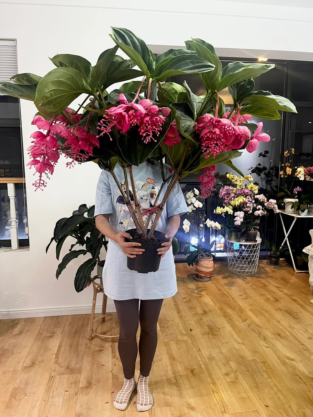 Giới chơi cây đang mê tít hoa bảo liên đăng: Loài hoa hồng rủ như đèn chùm, giúp phòng khách sang như resort- Ảnh 40.