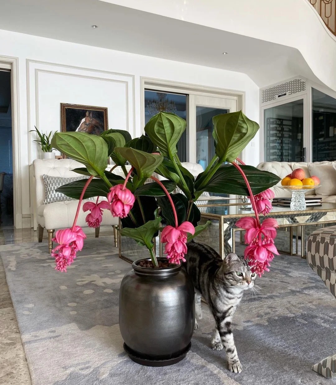 Giới chơi cây đang mê tít hoa bảo liên đăng: Loài hoa hồng rủ như đèn chùm, giúp phòng khách sang như resort- Ảnh 23.