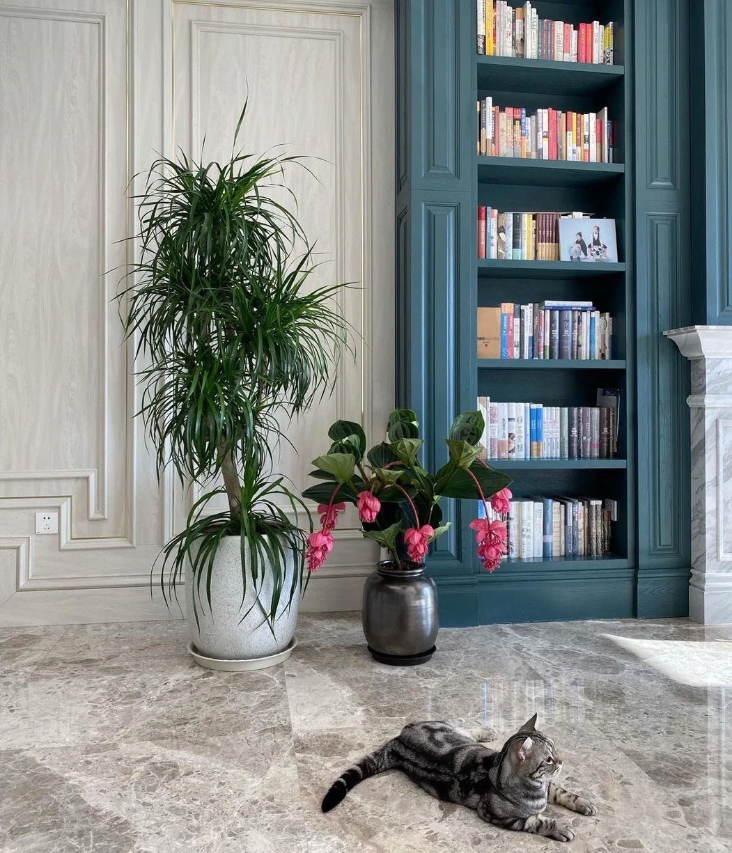 Giới chơi cây đang mê tít hoa bảo liên đăng: Loài hoa hồng rủ như đèn chùm, giúp phòng khách sang như resort- Ảnh 24.