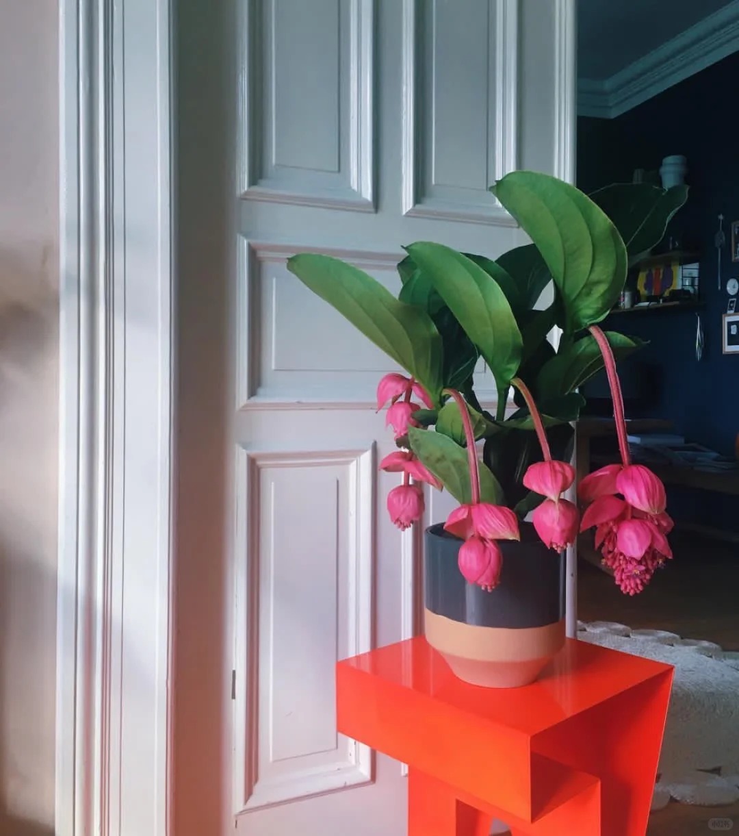 Giới chơi cây đang mê tít hoa bảo liên đăng: Loài hoa hồng rủ như đèn chùm, giúp phòng khách sang như resort- Ảnh 15.