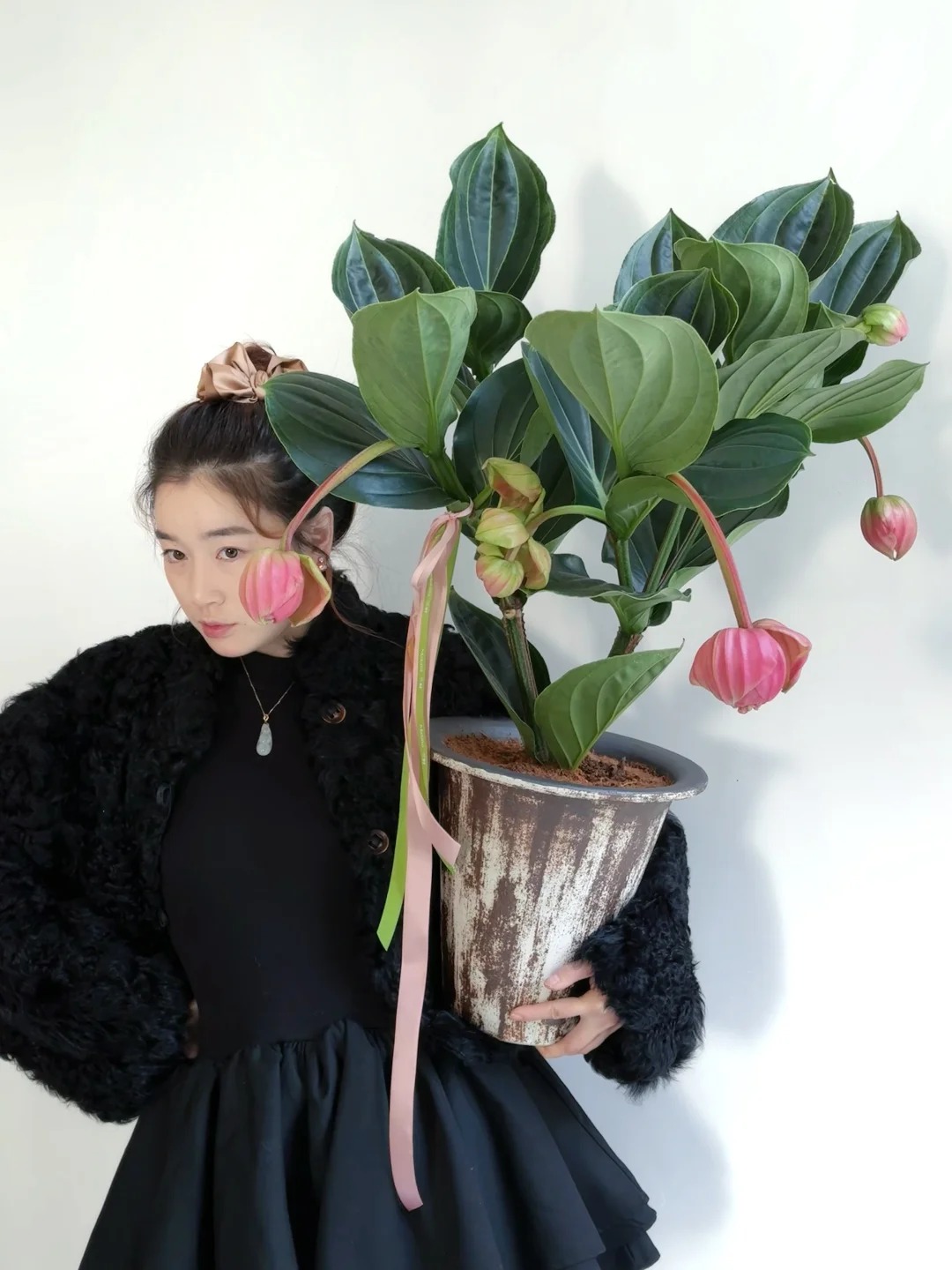 Giới chơi cây đang mê tít hoa bảo liên đăng: Loài hoa hồng rủ như đèn chùm, giúp phòng khách sang như resort- Ảnh 42.