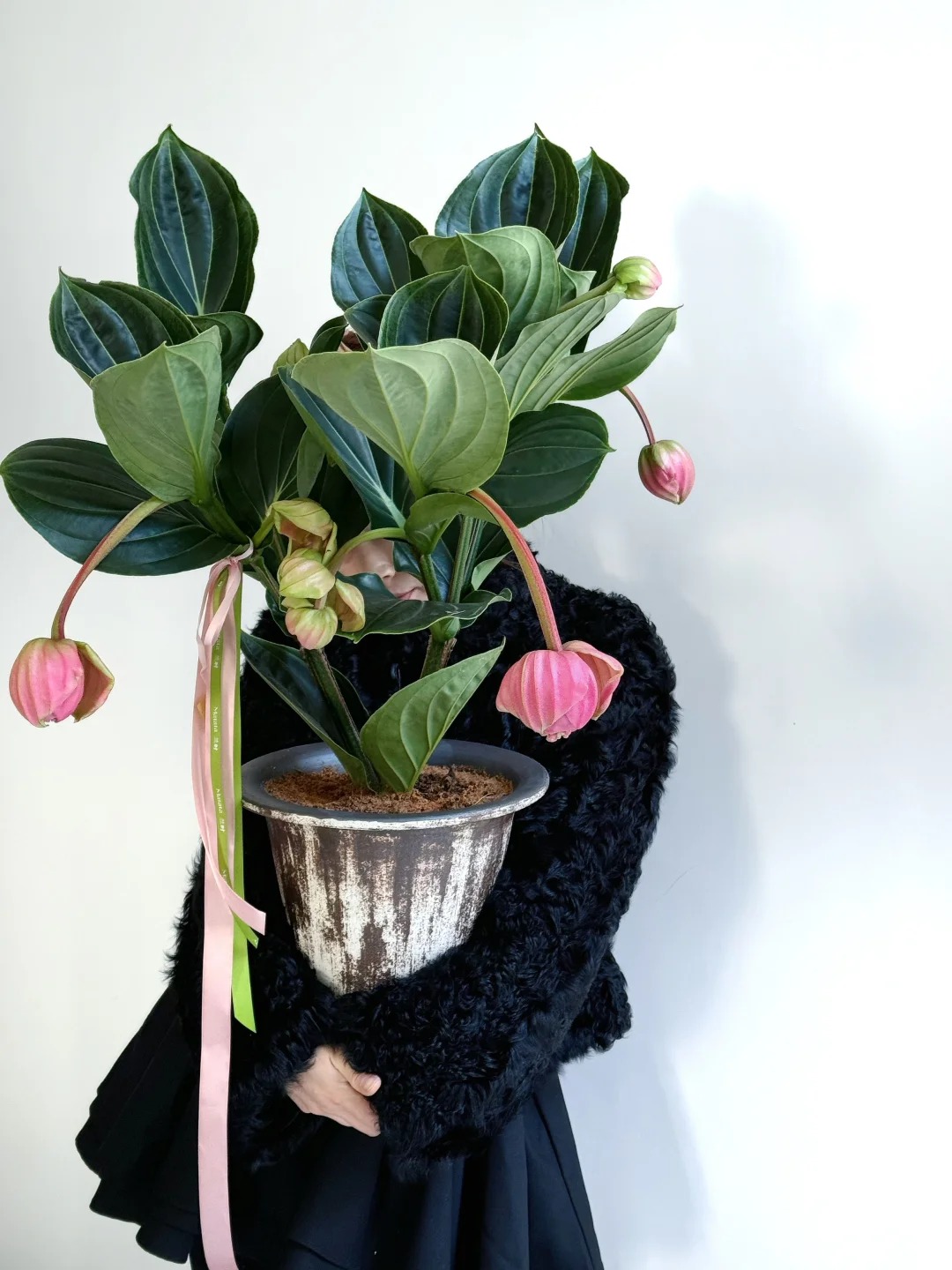 Giới chơi cây đang mê tít hoa bảo liên đăng: Loài hoa hồng rủ như đèn chùm, giúp phòng khách sang như resort- Ảnh 41.